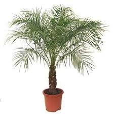 Dwarf Date Palm
